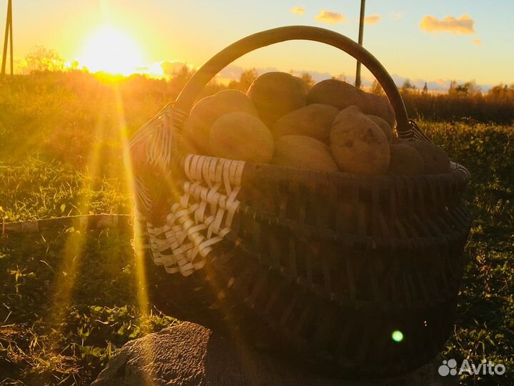 Картофель с доставкой