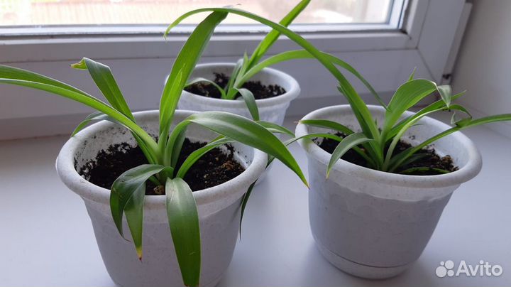 Хлорофитум