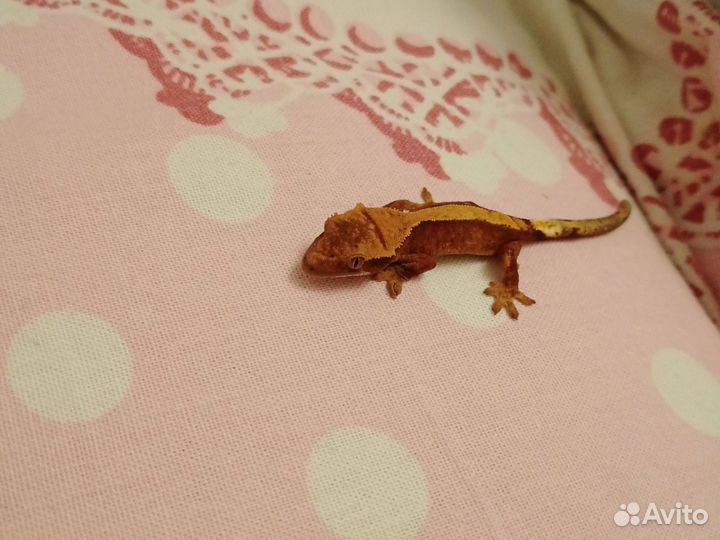 Реснитчатый бананоед