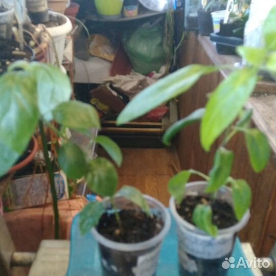 Барлерия, рафиолепис