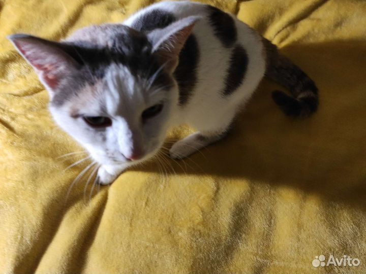 Кошка в дар бесплатно