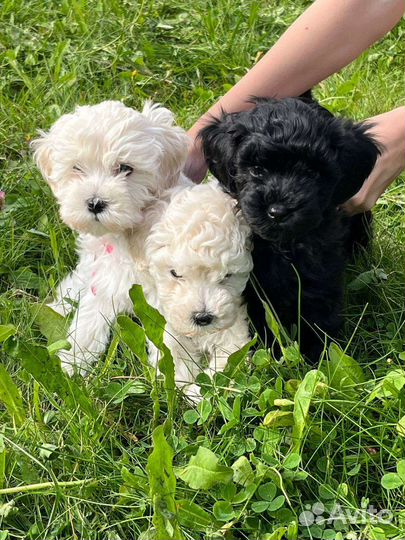 Щенки той-пудель