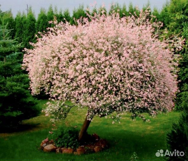 Ива хакуро нишики (японская ива hakuro-nishiki)