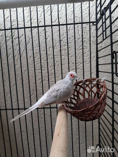 Бриллиантовая горлица