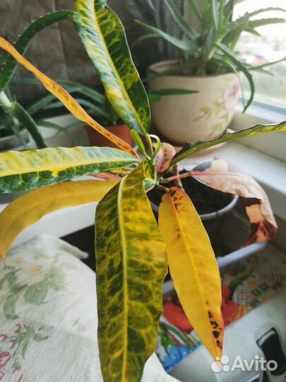 Кодиеум кротон