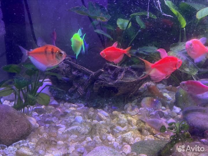 Аквариум