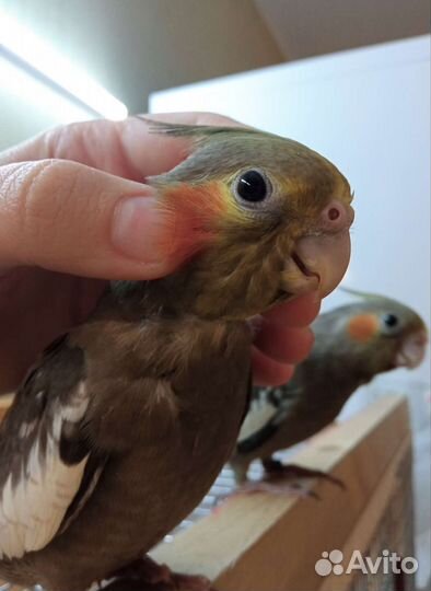 Суперручные птенцы кореллы выкормыши