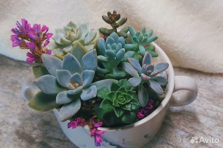 Суккуленты, композиции