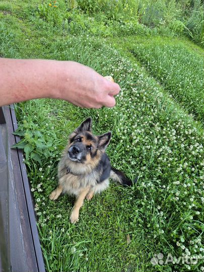 Передержка маленьких собак