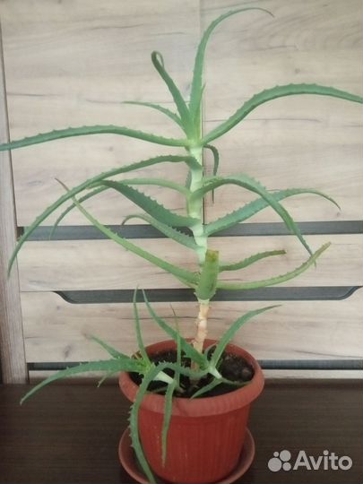 Алоэ столетник