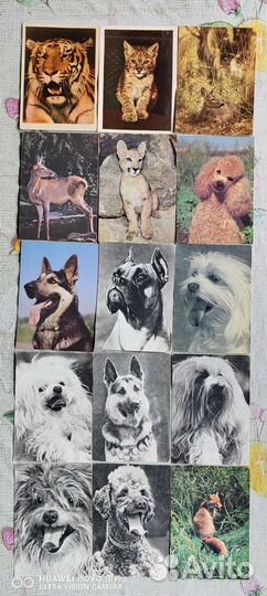 Открытки СССР, животный мир