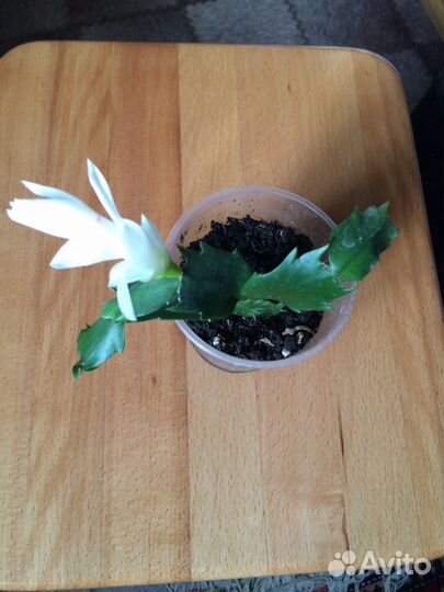 Саженцы декабриста