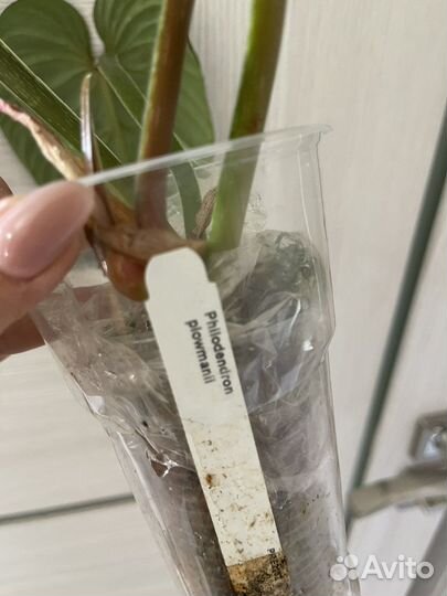 Филодендроны