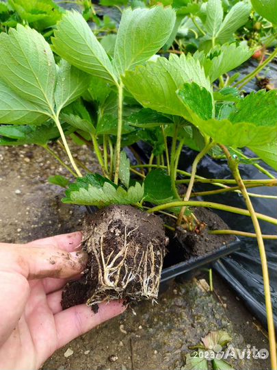 Саженцы клубники Альба