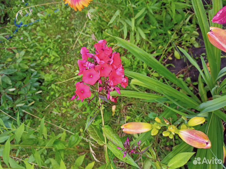 Флоксы многолетние