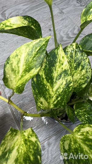 Эпипремнумы, сциндапсусы