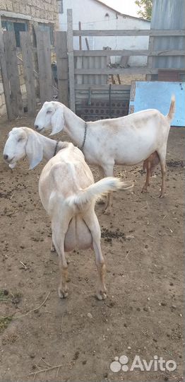 Козы: Камори,Нуб