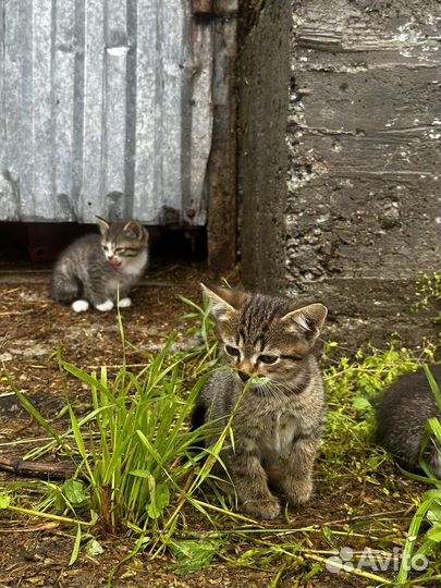 Отдам котят в добрые руки