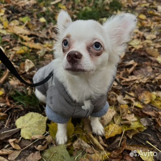 Мраморный щенок чихуахуа