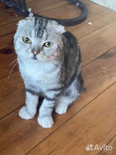 Кошка в дар