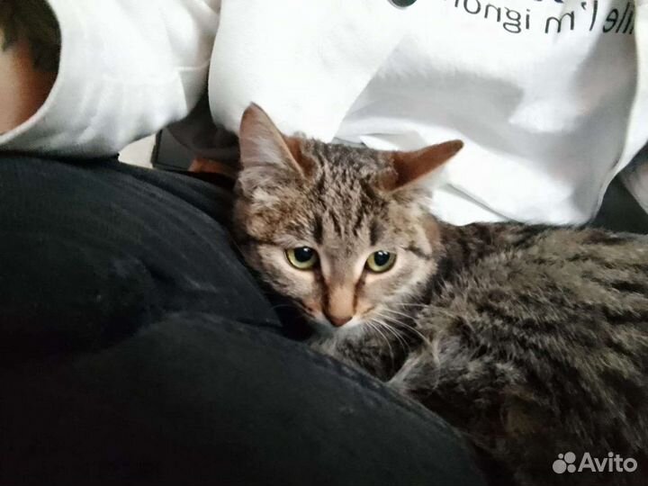 Кошка