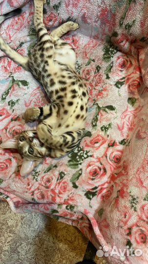 Бенгальские котята