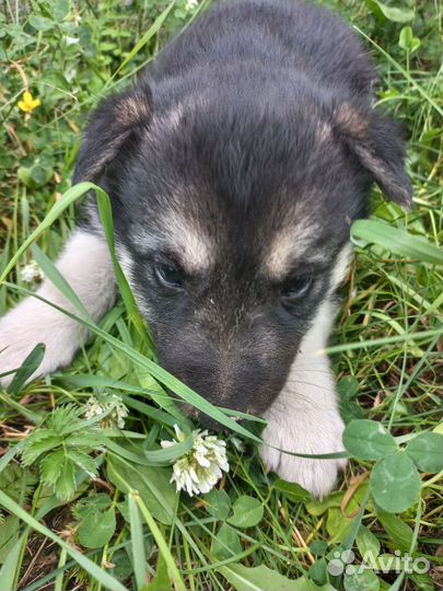 Щенки хаски