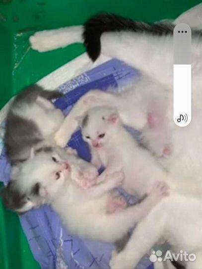 Белые котята