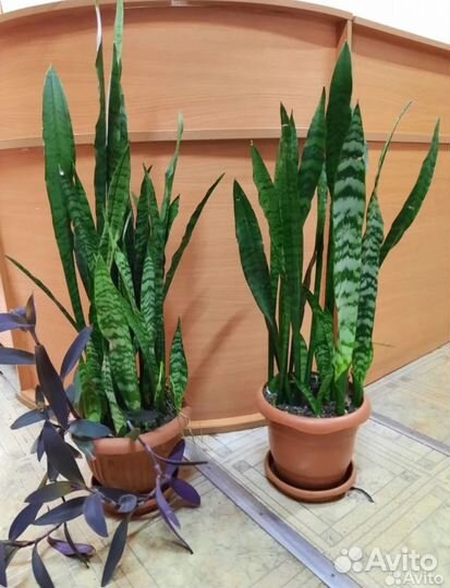 Сансивиерия