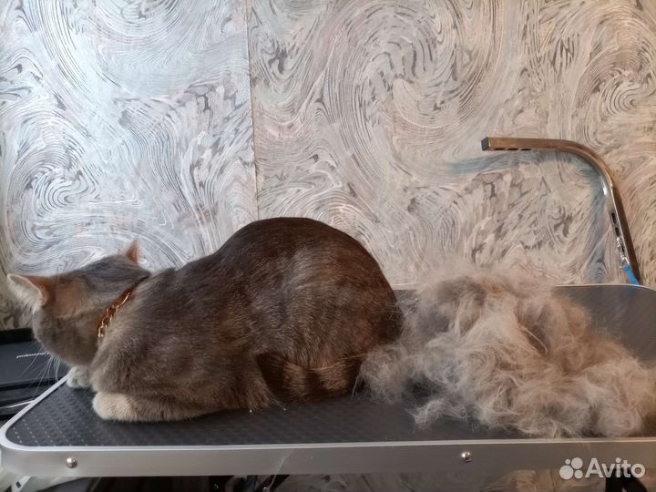 Стрижка кошек