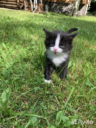 Котики маленькие