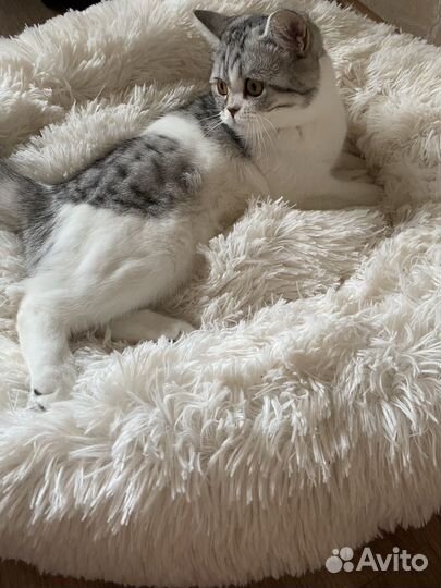 Лежанка для собак и кошек