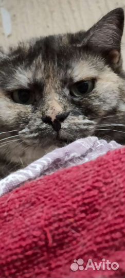 Кошка в дар бесплатно