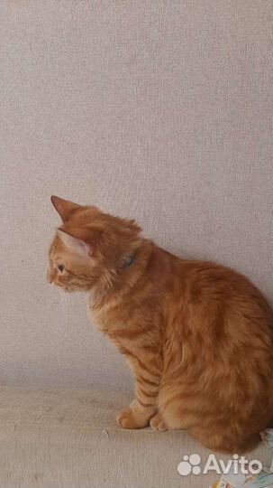 Рыжий молодой кот