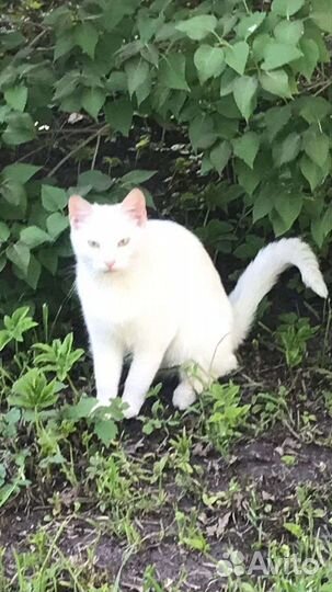 Беленькие плачут выкинули