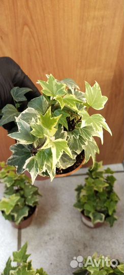 Плющ хедера