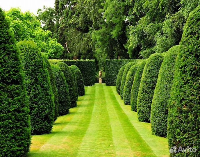 Туя брабант