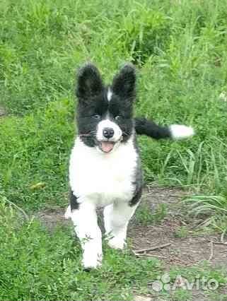 Щенки особые