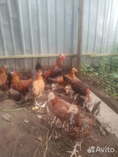 Бентамки и деревенские молодки, петухи