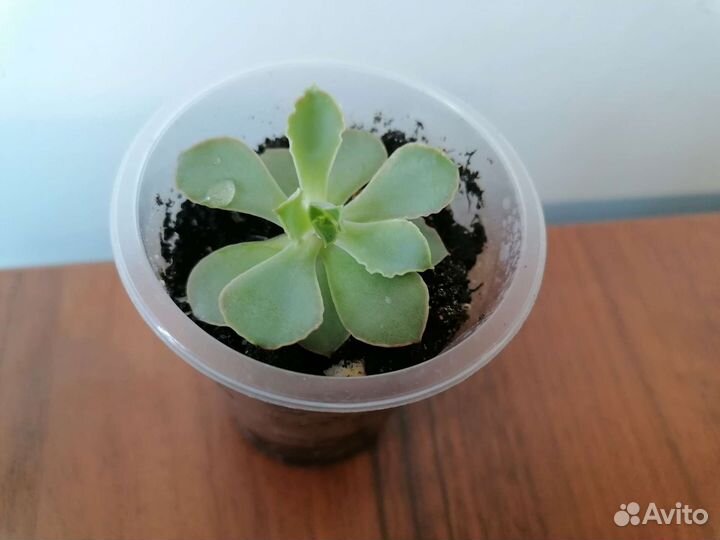 Эхеверия Шавиана