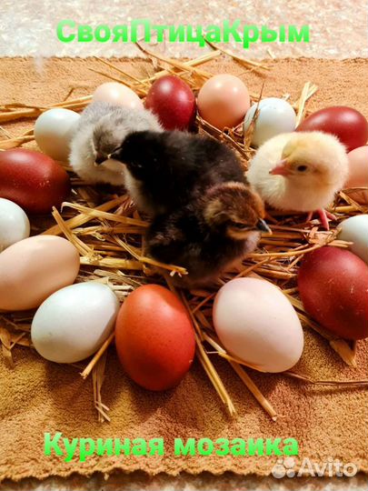 Куриная мозаика из цыплят 4 пород 21 шт