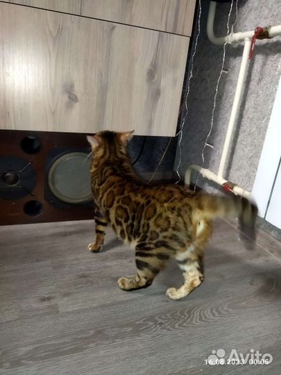 Бенгальская