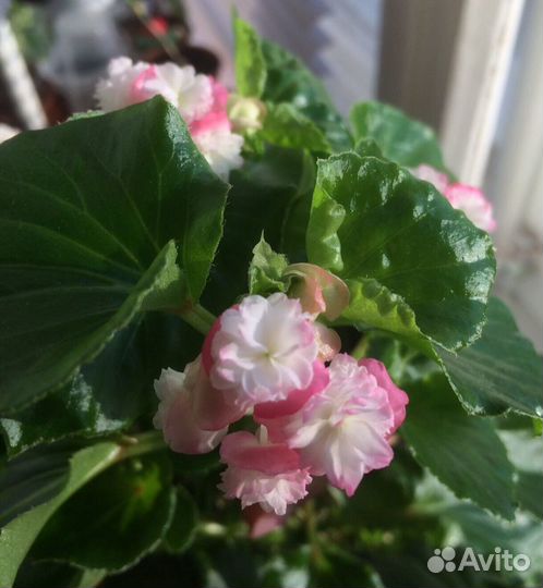 Бегония вечноцветущая