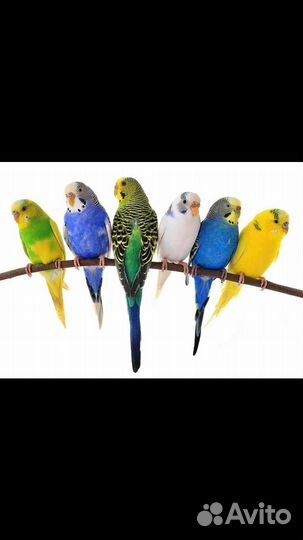 Птенцы волнистый попугай