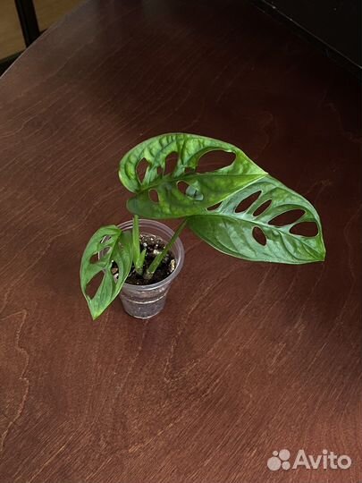 Комнатные растения3