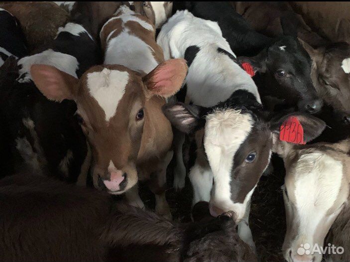 Телята мясной породы бычки