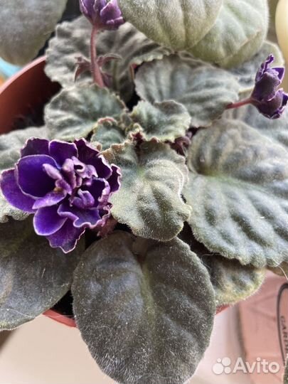 Молодая фиалка