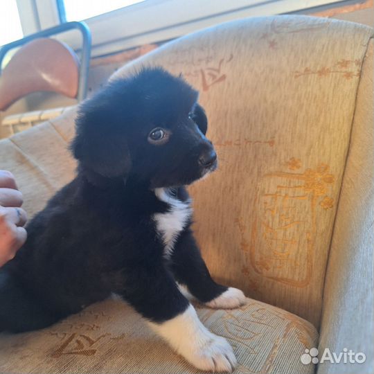 Щенок в добрые руки бесплатно