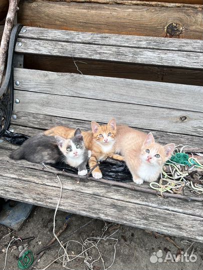 Котята в добрые руки