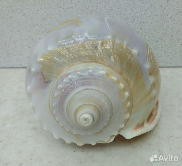 Фалиум с дельфином 10,3 морская ракушка раковина